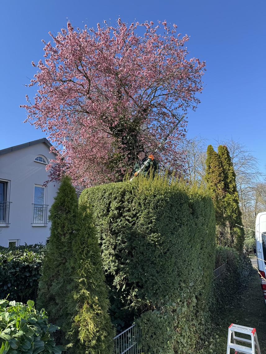 Garten mit stilvollen Sträuchern